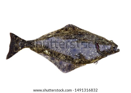 Alive Flatfish Pacific halibut (Hippoglossus stenolepis) isolated on white background.