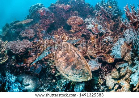 Underwater shot of a turtle swimming in the wild in open ocean around beautiful cora reef