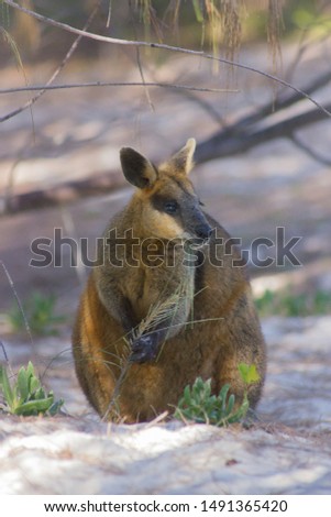 Wallaby eating grass on the beach