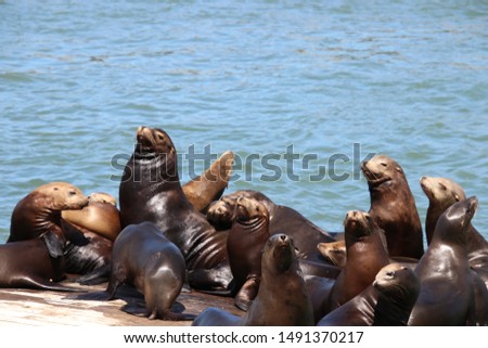 Sea lion mammals with brown fur on pier in blue water on bright sunny day. 