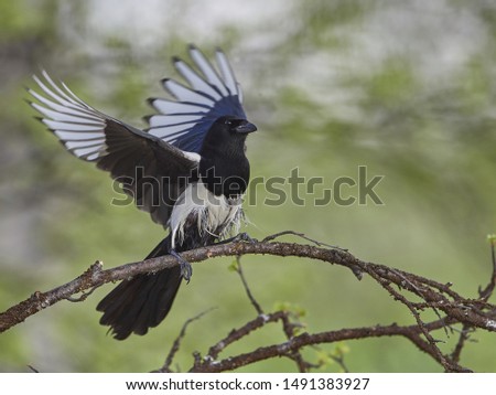 magpie sitting in a tree