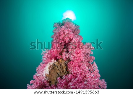 triangle rock with full of colorful soft coral