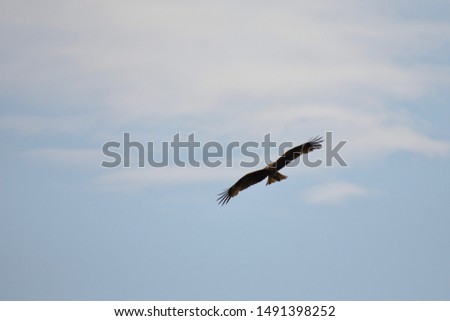 Portrait of the japanese hawk flying in the sky with cloud and blue sky background at enoshima island