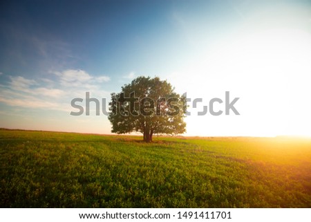 Lonely green oak tree in the field Royalty-Free Stock Photo #1491411701