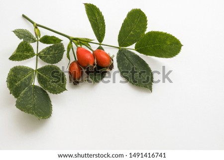 Rosehip. Berry and leaves isolated on white background. Copy space.
