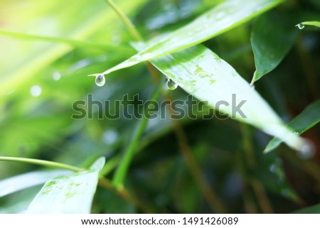 Water drop from green leaf, Fresh bamboo leaves with nature green blurred background.