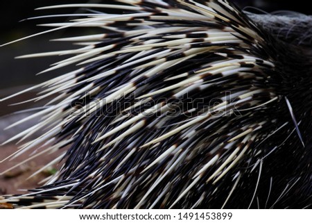 Cape porcupine or South African porcupine, (Hystrix africaeaustralis) in the zoo.