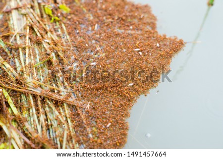 A large group of ants floating on the water, teamwork of ants, flooded with ants.