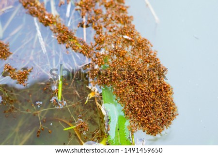 Flooded with ants, large groups of ants floating on the water,