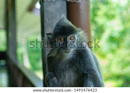 Monkey (silvery lutung)Labuk bay proboscis monkey sanctuary) Borneo,Malaisya