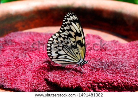 Butterfly Drinks Water From Soaked Towel