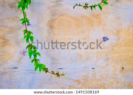 Bright green leaves hanging over the wooden plank for your message