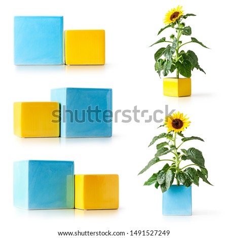 Empty blue and yellow flowerpots and sunflower in flower pot collection, helianthus plants arrangement. Objects isolated on white background, design elements. Summer garden flowers and gardening