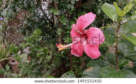 Large pink hibiscus flowers are blooming