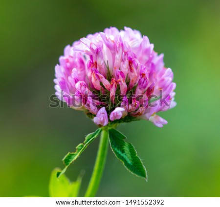 Pink flower on clover on the nature. Macro