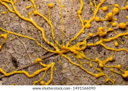 Yellow slime mold onfallen leaf  Royalty-Free Stock Photo #1491566090