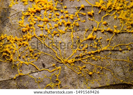 Yellow slime mold on fallen leaf Royalty-Free Stock Photo #1491569426
