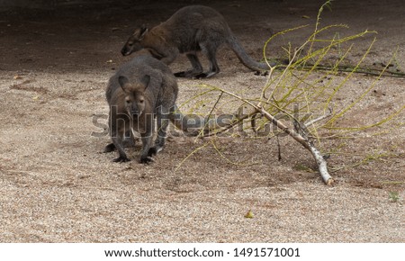 Two kangaroos, one of which is looking in the lens. A tree branch is on the right