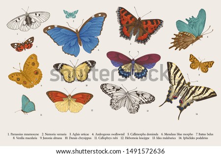 Butterflies. Set of elements for design. Vector vintage classic illustration. Colorful
