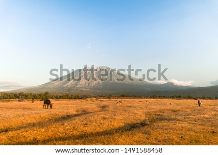 Savana tianyar is the best epic view for see mount agung. Royalty-Free Stock Photo #1491588458