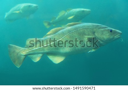 Cod fishes floating in blue water