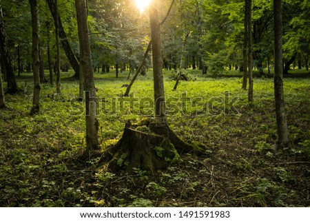 fairy tale forest scenery landscape photography with stump foreground in trees and grass meadow environment under sun rays light 