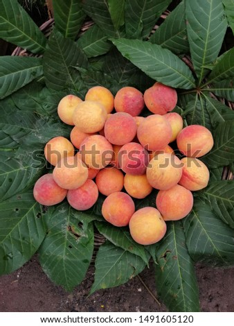 A Bucket of Fresh Peaches  Royalty-Free Stock Photo #1491605120