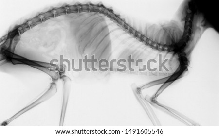 X-ray picture of a side view of a cat, positive image