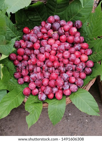 Green Bucket of Fresh Prunes Plums Royalty-Free Stock Photo #1491606308