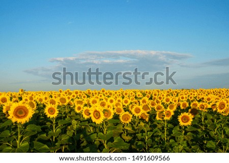harvest time field of bright yellow sunflowers background for a picture