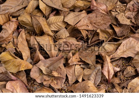 Dry leaf on the ground, Many yellow and brown leaves cover surface of ground is beauty pattern background, Leaves in the autumn.