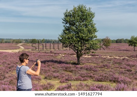 Woman making pictures of blooming purple heath field near Ermelo, The Netherlands