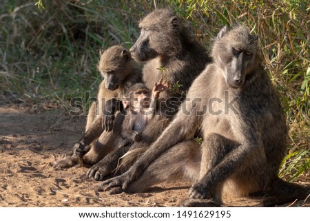 A family of Chacma baboons with a playful baby.