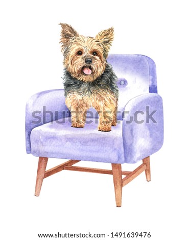 Yorkshire terrier of a dog. Watercolor hand drawn illustration. Watercolor Yorkshire terrier stand on sofa chair layer path, clipping path isolated on white background.