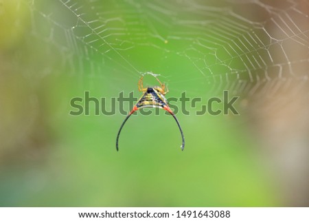 Spider in nature with long-horned, long-horned orb-weaver or curved spiny spider is common name in the genus Macracantha.