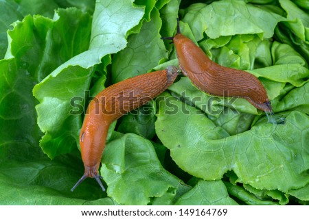 a slug in the garden eating a lettuce leaf. schneckenplage in the garden Royalty-Free Stock Photo #149164769