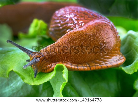 a slug in the garden eating a lettuce leaf. schneckenplage in the garden Royalty-Free Stock Photo #149164778