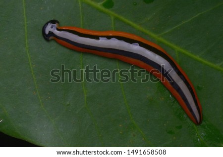 beautiful color hammerhead worm from Borneo 