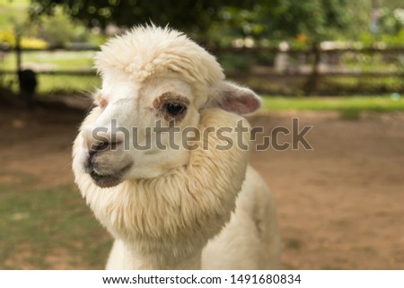 Cute alpaca in the farm