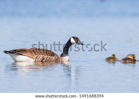 Close-up of a Canada goose (Branta canadensis) with chicks swimming in a pond.