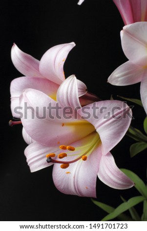 Delicate bright lily flowers on a black background, natural colors, great decor for forming a wedding invitation, gift, holiday greetings.