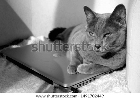 A beautiful gray Russian blue cat lies near a laptop