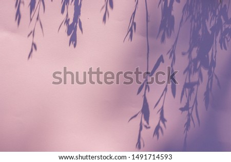 Top view of knot-grass  shadow  on pink background. Flat lay. Creative concept. Copy space.