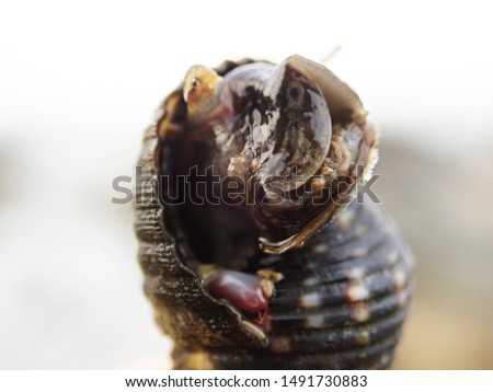  Sea snails live in marine habitat.