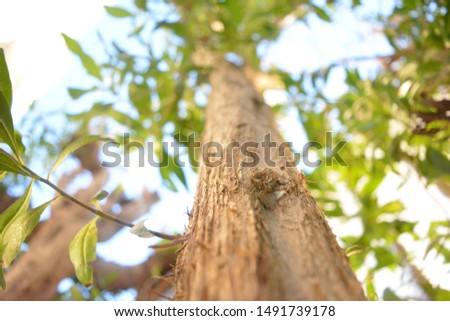 Tree trunk close up with branches