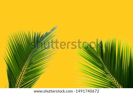 Colorful background Pastel coconut leaf and leaf concept
