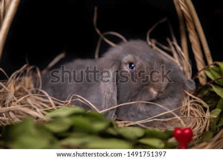 Cute bunny portrait in the basket looking frontwise to viewer on black background and waiting for easter.