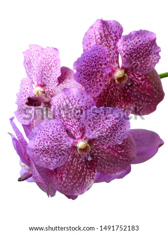 Pink orchid vanda with dots. Close up picture of beautiful Pink orchid isolated on white.