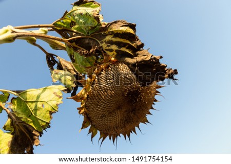 closeup of a sunflower ready to be harvested