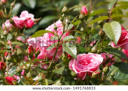 pink garden rose flower closeup
